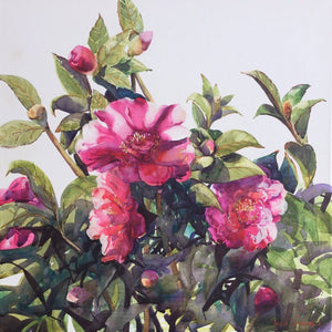 "Camellias" Limited Edition Archival Print of a Julie Simmons Watercolour